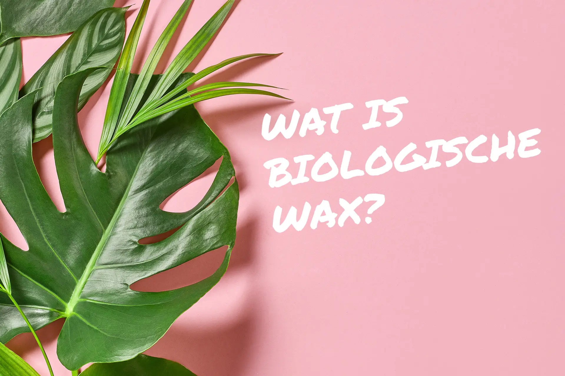 Wat is biologische wax?